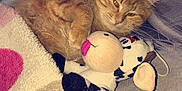 Oliver participe au concours pour gagner de l'argent avec cette photo : carnivore, cat, european_shorthair, felidae, fur, kitten, sleep, small_to_medium_sized_cats, tabby_cat, whiskers