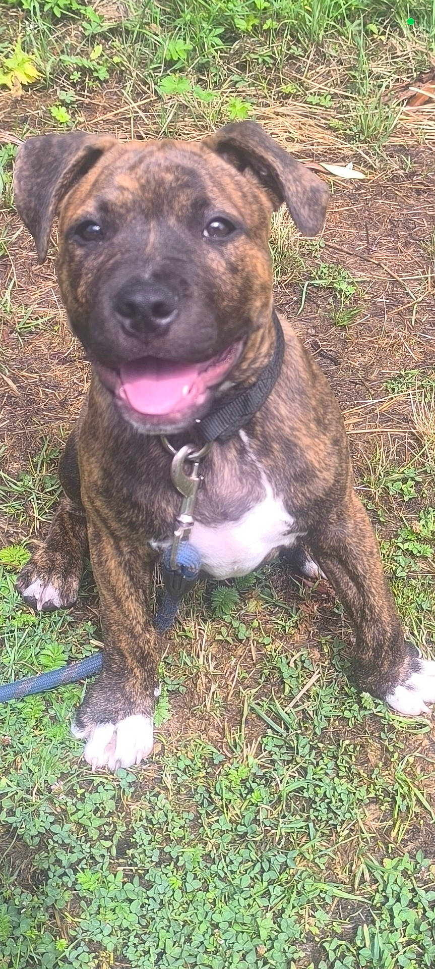 Attis participe au concours pour gagner de l'argent avec cette photo : animal, brindle, canine, collar, cute, dirt, dog, friendly, grass, happy, leash, nature, outdoor, pet, playful, puppy, sitting, smiling, tongue_out, young_dog