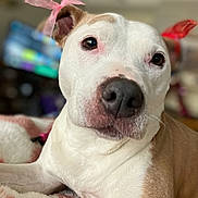 Indy joined the competition — help win amazing prizes! adorable, animal, blanket, brown_fur, close_up, companion, cute, dog, domestic, ears, eyes, friendly, indoor, laying_down, nose, pet, portrait, ribbon, soft_texture, white_fur