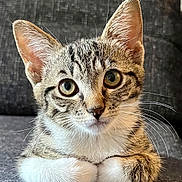 Kira participe au concours pour gagner de l'argent avec cette photo : cat, kitten, tabby, pet, animal, fur, whiskers, ears, paws, couch, gray, indoor, closeup, portrait, cute, feline, resting, looking, young, domestic