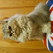 Ivy a rejoint le concours — aidez-le/la à gagner de superbes lots !