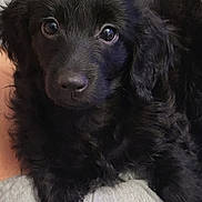 Luna is registered to the contest to win money with this photo: puppy, black_dog, pet, animal, cute, fur, lap, human_arm, indoors, portrait, looking_at_camera, young_dog, adorable, companion, cozy, curly_fur, snout, ears, eye_contact, domestic_animal