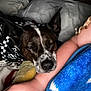 Nevaeh is registered to the contest to win money with this photo: dog, sleeping, bandana, checkered, resting, arm, blanket, blue, pillow, indoor, cozy, pet, closeup, fur, black, white, brown, human, hand, relaxing