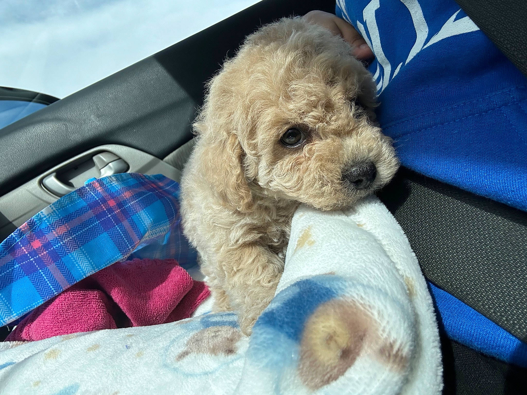 Milo joined the competition — help win amazing prizes! canidae, car_seat, car_seat_cover, carnivore, comfort, companion_dog, dog, dog_breed, fawn, linens, motor_vehicle, poodle, snout, sporting_group, stuffed_toy, tartan, toy, toy_dog, vehicle_door, working_animal