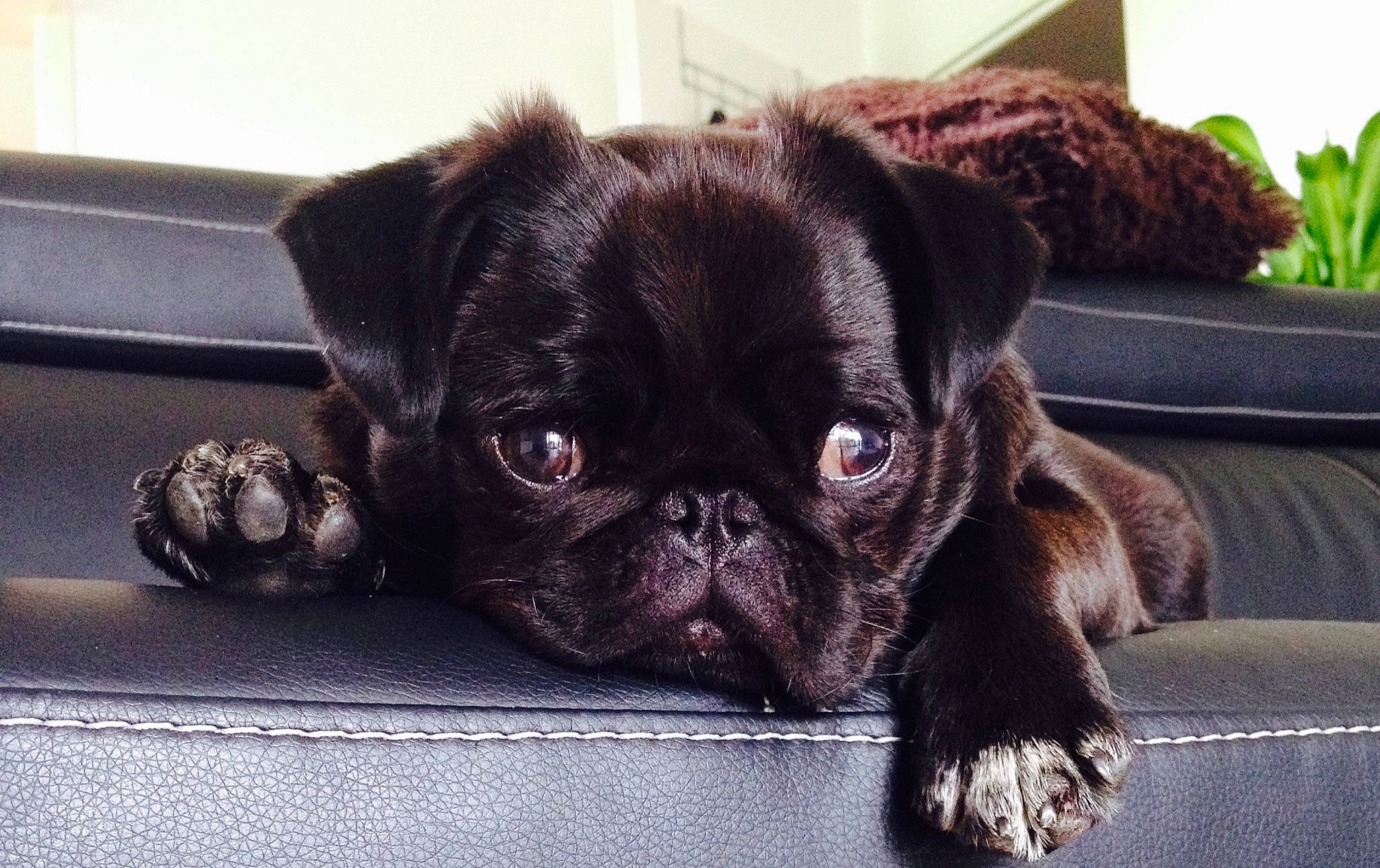 Iro a rejoint le concours — aidez-le/la à gagner de superbes lots ! canidae, carnivore, companion_dog, dog, dog_breed, fawn, french_bulldog, griffon_bruxellois, mammal, non_sporting_group, pug, puppy, rare_breed_dog, snout, sporting_group, toy_dog, vertebrate