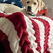 Granger is registered to the contest to win money with this photo: dog, labrador, blanket, bed, indoor, furniture, red, white, blue, star_pattern, pet, cozy, resting, collar, canine, fur, domestic_animal, comfort, relaxed, portrait