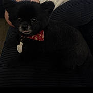 Milo joined the competition — help win amazing prizes! dog, black_dog, pet, bandana, red_bandana, paw_print, indoor, lap, person, clothing, curious, tongue_out, cute, furry, small_dog, companion, cozy, portrait, sitting, domestic_animal