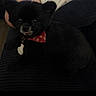 dog, black_dog, pet, bandana, red_bandana, paw_print, indoor, lap, person, clothing, curious, tongue_out, cute, furry, small_dog, companion, cozy, portrait, sitting, domestic_animal
