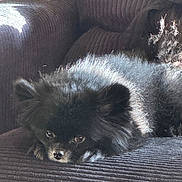 Milo is registered to the contest to win money with this photo: dog, black_dog, pomeranian, pet, fluffy, couch, indoor, resting, sunlight, fur, animal, cozy, texture, living_room, relaxing, small_dog, domestic_animal, cute, companion, portrait