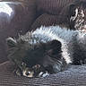 dog, black_dog, pomeranian, pet, fluffy, couch, indoor, resting, sunlight, fur, animal, cozy, texture, living_room, relaxing, small_dog, domestic_animal, cute, companion, portrait