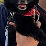 dog, black_dog, pet, animal, red_bandana, tongue_out, happy, outdoor, grass, person, hand, leash, holding, face, glasses, casual, fur, cute, small_dog, portrait