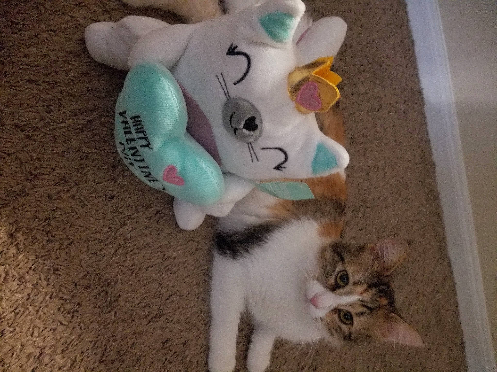 Shay joined the competition — help win amazing prizes! baby_toys, canidae, carnivore, cat, claw, companion_dog, domestic_short_haired_cat, fawn, felidae, flooring, fur, mammal, paw, plush, small_to_medium_sized_cats, stuffed_toy, tail, toy, vertebrate, whiskers