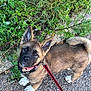 Aïka participe au concours pour gagner de l'argent avec cette photo : puppy, dog, leash, collar, outdoor, grass, plants, path, curious, pet, animal, fur, ears, tail, white_paws, walking, nature, cute, young, brown