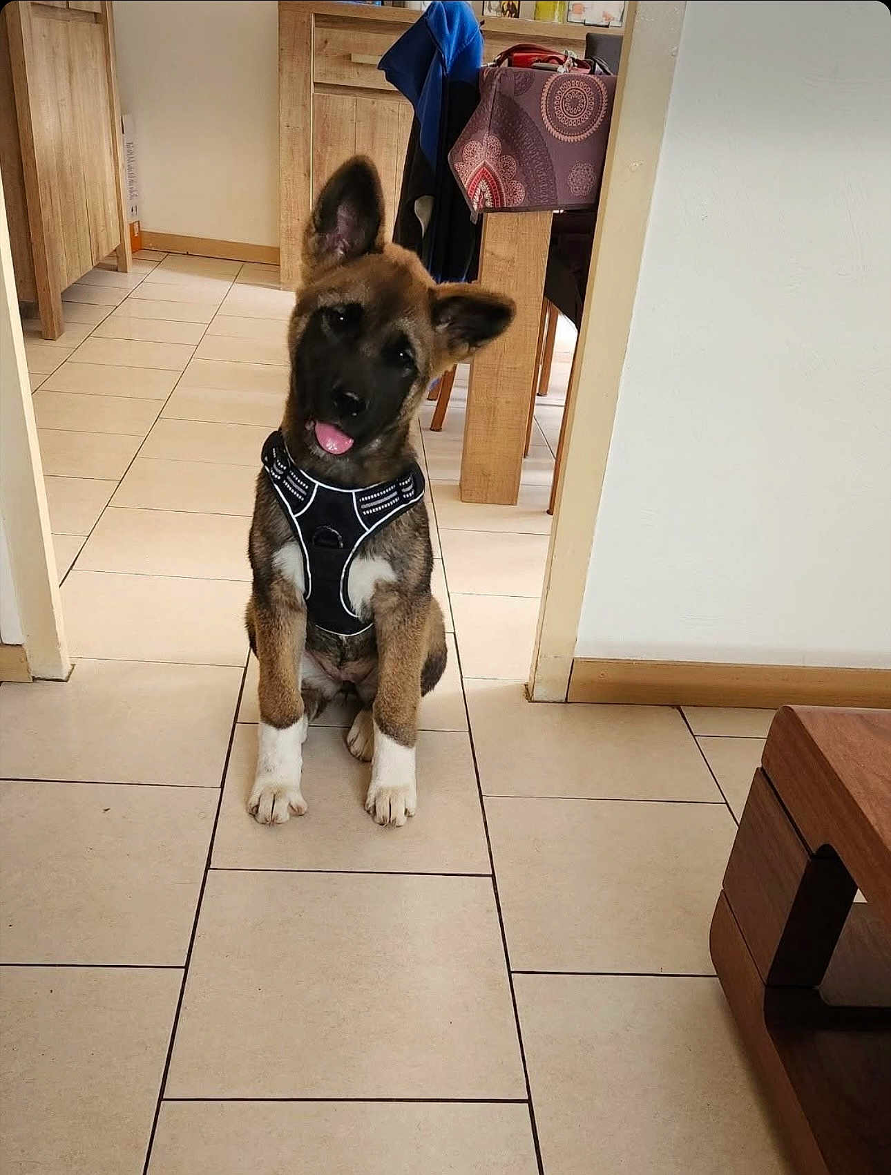 Aïka participe au concours pour gagner de l'argent avec cette photo : puppy, dog, pet, indoor, floor, tile, wooden_furniture, table, cloth, cute, sitting, black_harness, tongue_out, ears_up, home, domestic, animal, young_dog, curious, adorable