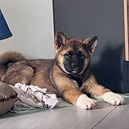Aïka participe au concours pour gagner de l'argent avec cette photo : puppy, dog, indoor, floor, tile, brown_fur, black_mask, white_paws, resting, pet, young_dog, fur, ears, nose, paw, shadow, blanket, pillow, home, light