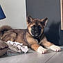 puppy, dog, indoor, floor, tile, brown_fur, black_mask, white_paws, resting, pet, young_dog, fur, ears, nose, paw, shadow, blanket, pillow, home, light