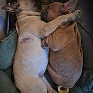 Arnold Et Arlette participe au concours pour gagner de l'argent avec cette photo : adorable, animal, bed, blanket, close_up, companion, cozy, cute, cute_pets, dog, ears, friendship, fur, indoor, paw, pet, puppy, resting, sleeping, snuggling