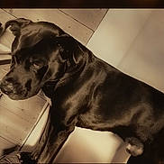 Loco is registered to the contest to win money with this photo: dog, black_dog, indoor, wooden_wall, pet, animal, canine, standing, sepia, shadow, contemplative, fur, ears, nose, portrait, house, floor, lighting, texture, wall
