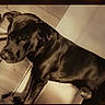 dog, black_dog, indoor, wooden_wall, pet, animal, canine, standing, sepia, shadow, contemplative, fur, ears, nose, portrait, house, floor, lighting, texture, wall