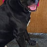 Loco joined the competition — help win amazing prizes! dog, black_dog, pet, animal, tongue_out, carpet, indoor, happy, sitting, ears, fur, white_patch, wooden_background, pink_frame, canine, looking, friendly, companion, cute, alert