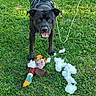 Loco joined the competition — help win amazing prizes! dog, black_dog, grass, toy, plush_toy, stuffing, playful, outdoor, pet, animal, greenery, leash, happy, cheerful, nature, canine, fun, destruction, cute, mischievous