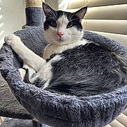 Bandit joined the competition — help win amazing prizes! cat, black_and_white, pet, cat_bed, scratching_post, indoor, sunlight, window_blinds, relaxed, feline, fur, whiskers, cozy, resting, animal, domestic_animal, soft_texture, close_up, cute, home