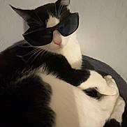 Bandit joined the competition — help win amazing prizes! bed, black_and_white, cat, close_up, cool, ear, feline, fur, indoor, nose, paw, pet, portrait, relaxed, retro_shades, sleeping, sunglasses, tuxedo_cat, wall, whiskers