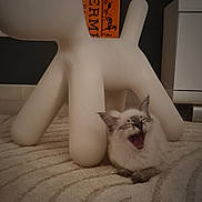 Appy participe au concours pour gagner de l'argent avec cette photo : cat, yawning, carpet, indoor, fluffy, white, modern_art, sculpture, animal, pet, relaxed, feline, decor, floor, home, cozy, cute, living_room, animal_portrait, white_sculpture