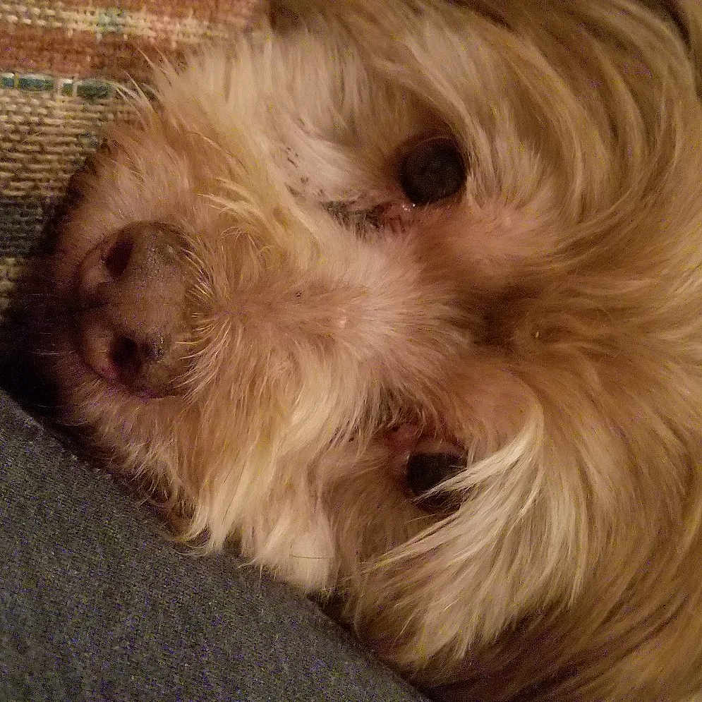 Buffy
