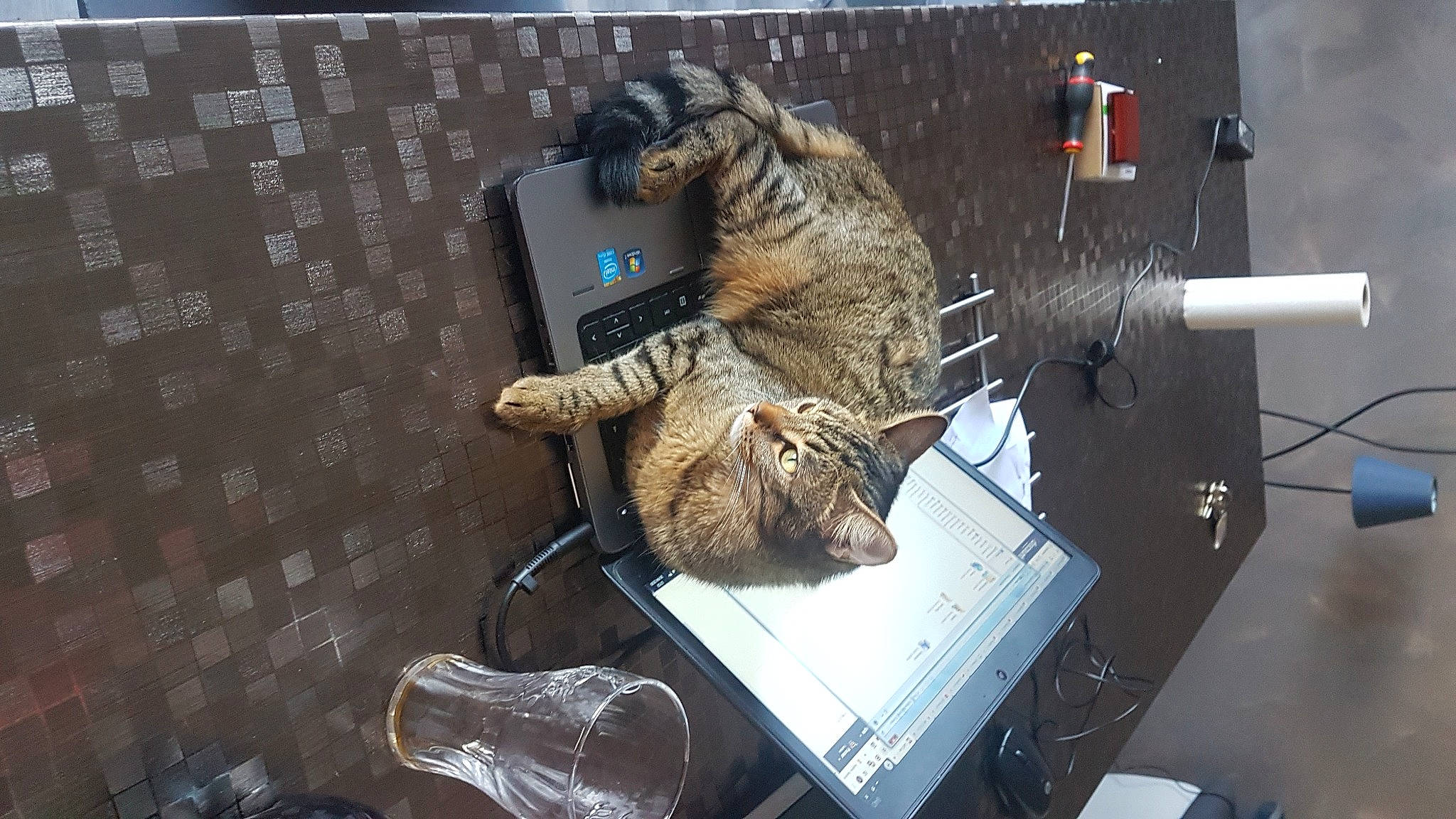 Petra participe au concours pour gagner de l'argent avec cette photo : fur