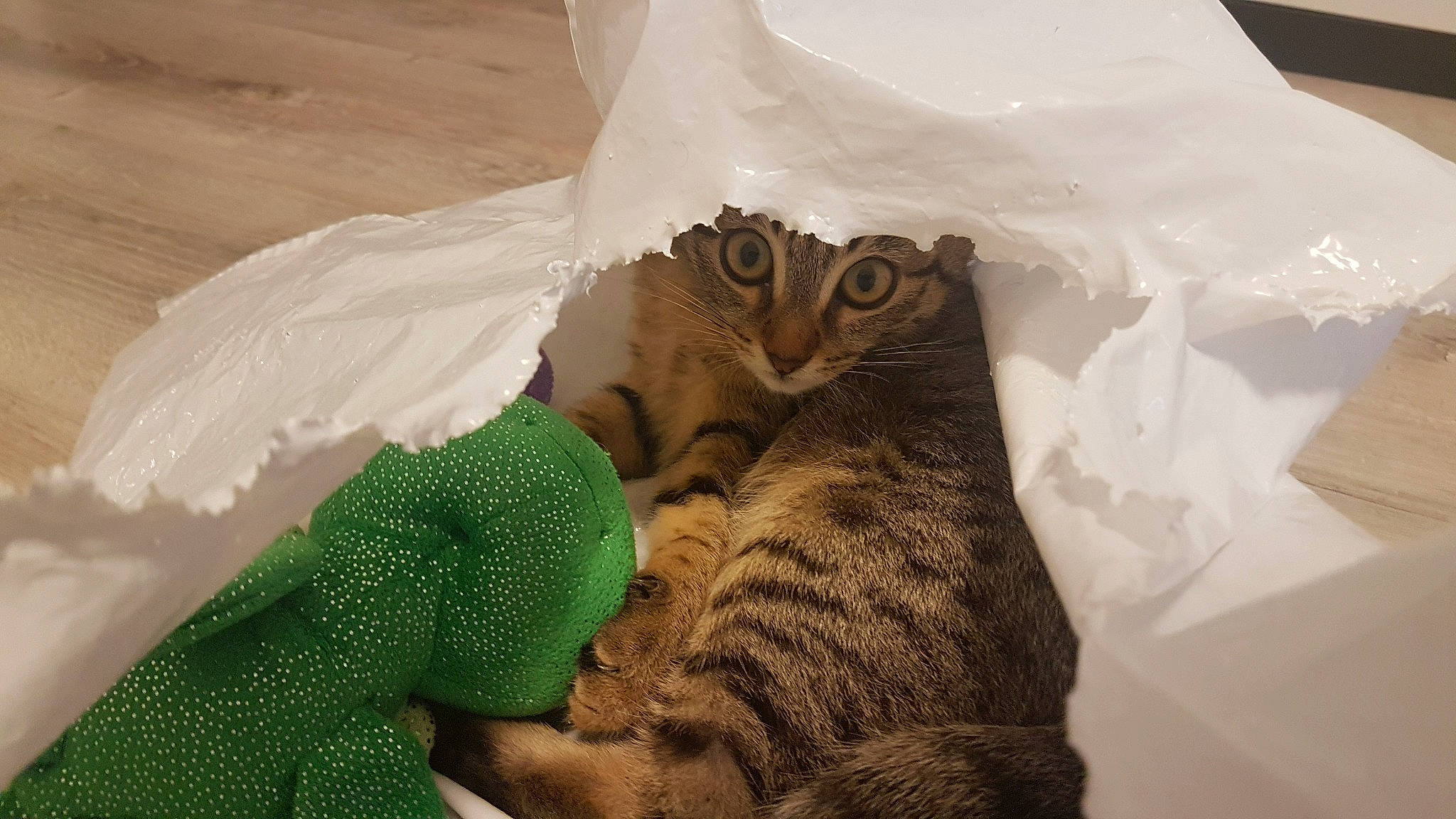 Petra participe au concours pour gagner de l'argent avec cette photo : american_shorthair, asian, bengal, carnivore, cat, domestic_short_haired_cat, dragon_li, european_shorthair, felidae, fur, kitten, ocicat, small_to_medium_sized_cats, tabby_cat, whiskers