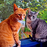 Klaus And Chloe joined the competition — help win amazing prizes! cat, orange_tabby, gray_tabby, pets, animal, outdoor, porch, window_screen, feline, tail, whiskers, sitting, curious, nature, greenery, blue, fur, domestic_animal, companions, closeup