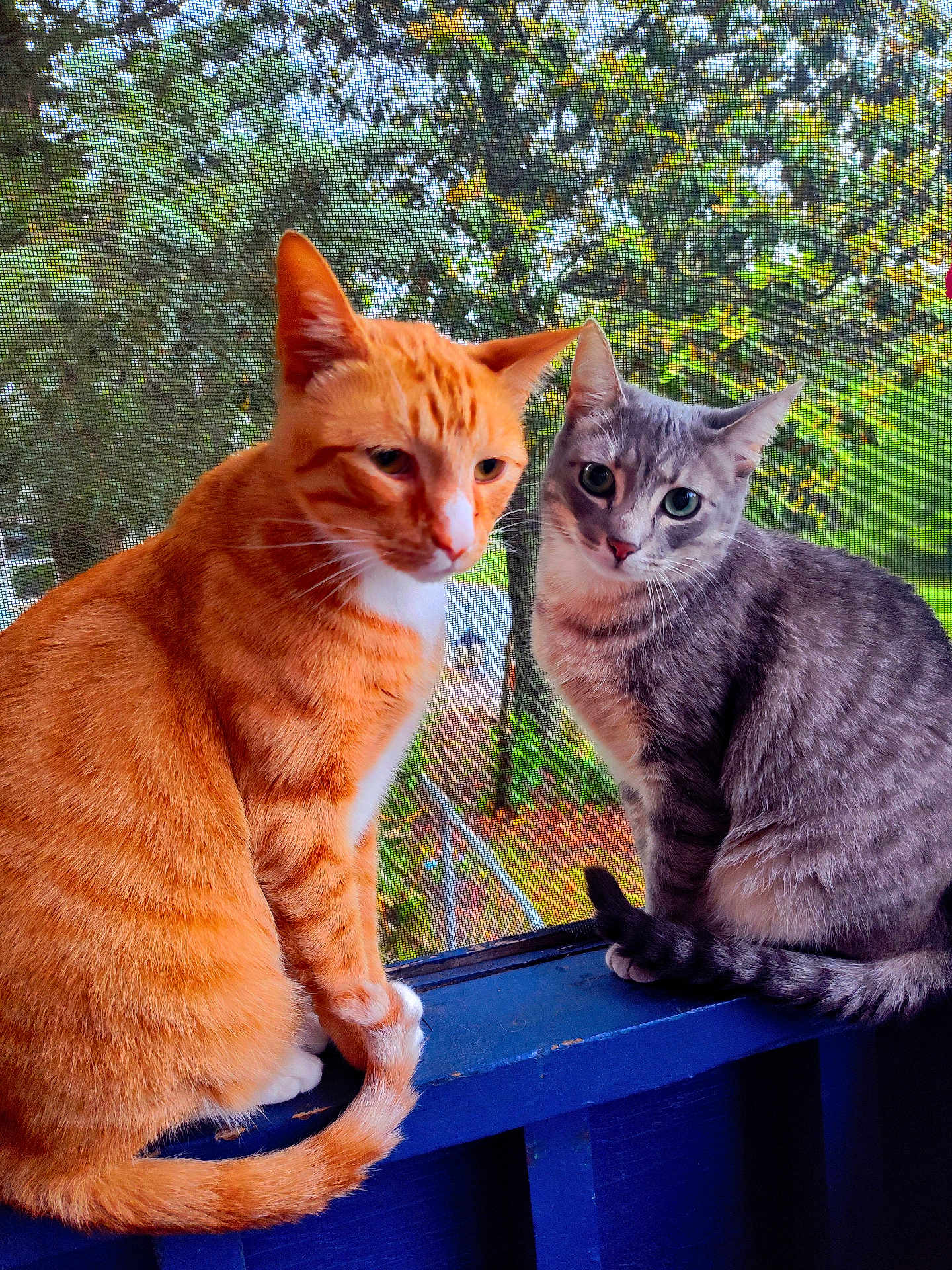 Klaus And Chloe joined the competition — help win amazing prizes! cat, orange_tabby, gray_tabby, pets, animal, outdoor, porch, window_screen, feline, tail, whiskers, sitting, curious, nature, greenery, blue, fur, domestic_animal, companions, closeup