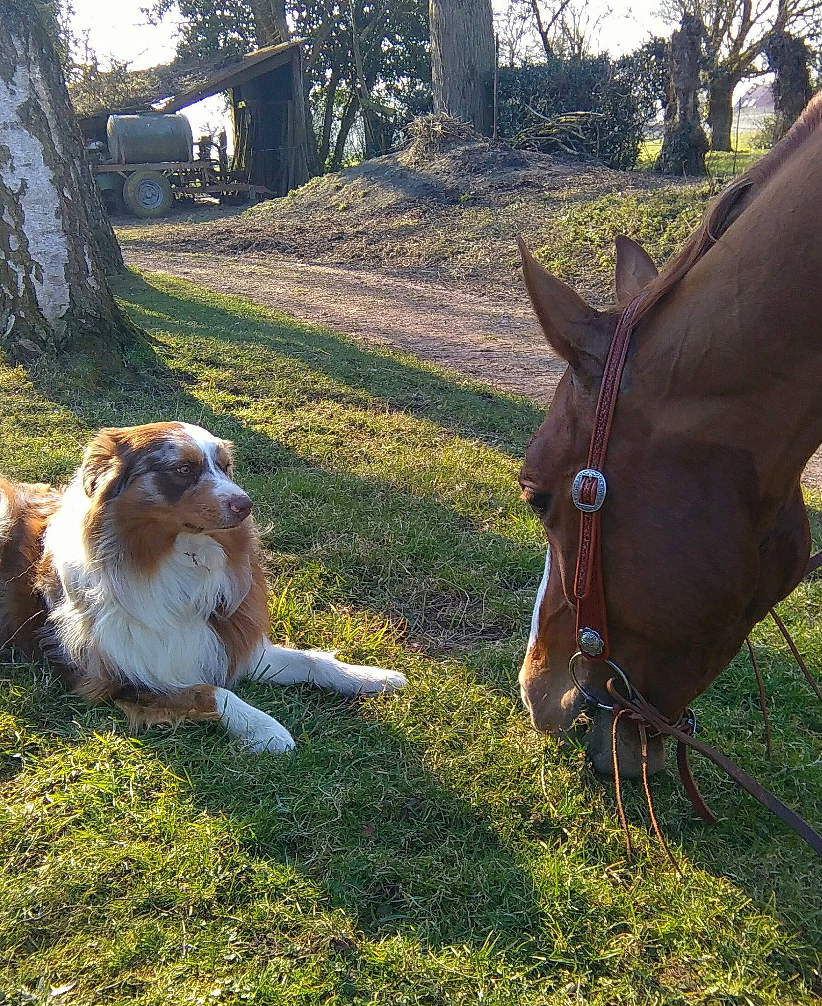 Ibaho participe au concours pour gagner de l'argent avec cette photo : carnivore, companion_dog, dog, dog_breed, fawn, grass, grassland, grazing, herding_dog, human_leg, landscape, liver, livestock, pack_animal, plant, snout, terrestrial_animal, toy_dog, tree, working_animal
