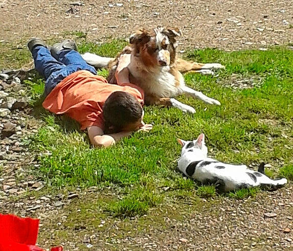 Ibaho participe au concours pour gagner de l'argent avec cette photo : canidae, companion_dog, dog, dog_breed, fawn, grass, grassland, groundcover, pasture, people_in_nature, soil, sporting_group, terrestrial_animal, wildlife, working_animal