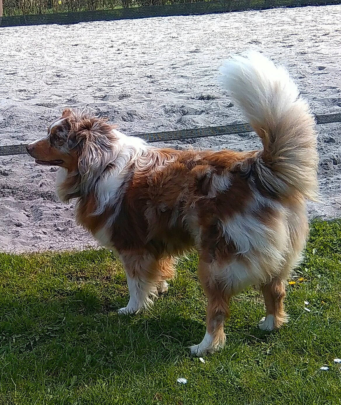 Ibaho participe au concours pour gagner de l'argent avec cette photo : ancient_dog_breeds, borzoi, canidae, carnivore, companion_dog, dog, dog_breed, fur, grass, herding_dog, lake, plant, sporting_group, tail, terrestrial_animal, water, working_dog