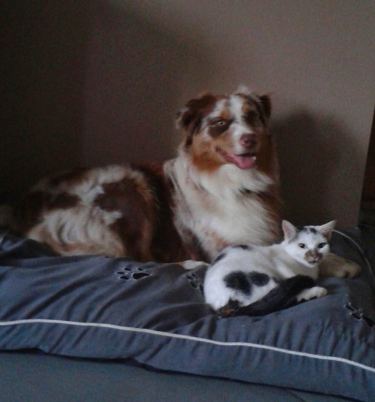 Ibaho a rejoint le concours — aidez-le/la à gagner de superbes lots ! bored, canidae, carnivore, cat, comfort, companion_dog, dog, dog_breed, door, felidae, fur, hardwood, liver, paw, small_to_medium_sized_cats, sporting_group, terrestrial_animal, toy_dog, whiskers, working_animal