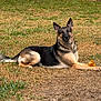 german_shepherd, dog, pet, animal, grass, lawn, outdoor, lying_down, alert, ears_up, fur, portrait, muzzle, paw, tail, nature, brown_black_fur, backyard, toy_or_leaf, relaxed