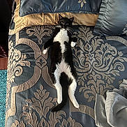 Phoebe is registered to the contest to win money with this photo: cat, tuxedo_cat, pet, bed, bedding, pillow, blanket, indoor, whiskers, black_and_white, relaxed, lying_on_back, paws, tail, patterned_bedspread, textile, home, cute, cozy, domestic
