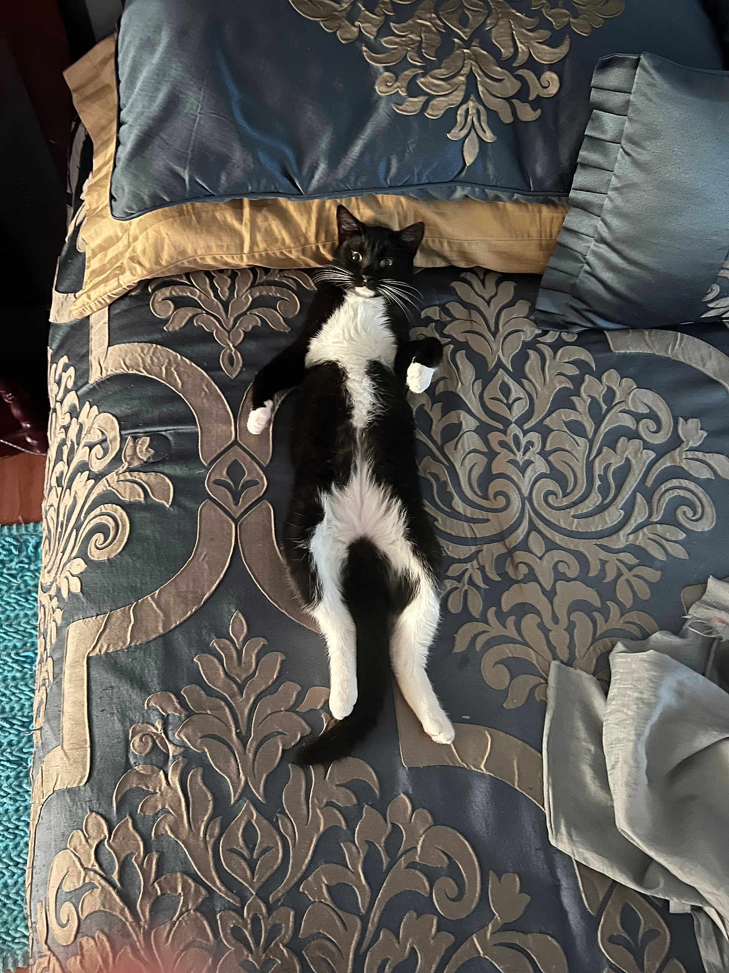 Phoebe is registered to the contest to win money with this photo: cat, tuxedo_cat, pet, bed, bedding, pillow, blanket, indoor, whiskers, black_and_white, relaxed, lying_on_back, paws, tail, patterned_bedspread, textile, home, cute, cozy, domestic