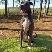 Kobie is registered to the contest to win money with this photo: dog, canine, pet, outdoor, forest, trees, grass, sunlight, happy, tongue_out, sitting, collar, nature, daylight, animal, mammal, playful, alert, background, park