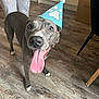 Kobie is registered to the contest to win money with this photo: dog, party_hat, tongue_out, happy, indoor, wooden_floor, paw_print, pet, canine, celebration, animal, smiling, mammal, domestic_animal, flooring, clothing, person, pajamas, house, friendly