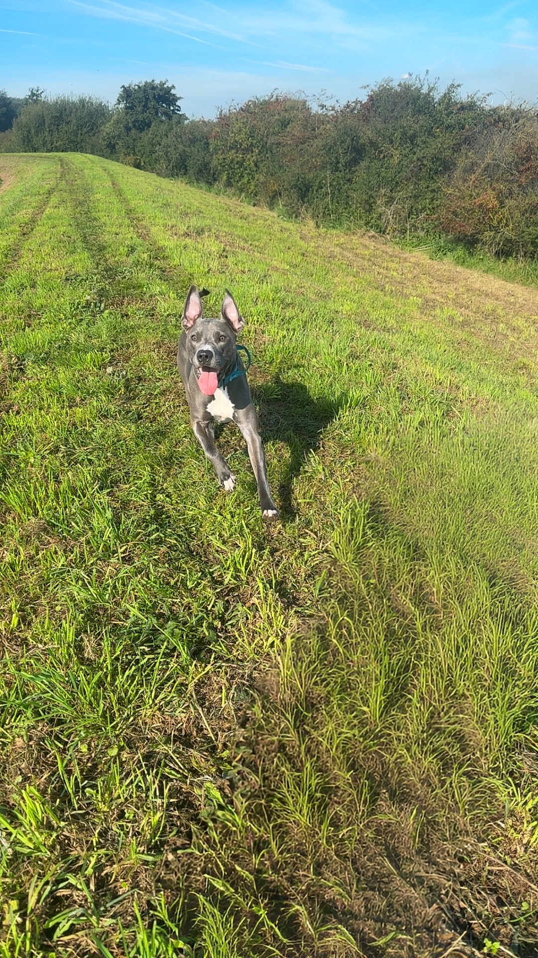 Kobie is registered to the contest to win money with this photo: dog, running, grass, field, outdoor, sunny, blue_sky, greenery, pet, animal, ears_up, tongue_out, energetic, nature, daytime, happy, mammal, canine, playful, landscape