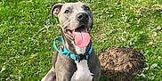 Kobie is registered to the contest to win money with this photo: dog, canine, pet, grass, outdoor, field, molehills, happy, tongue_out, collar, gray_fur, white_chest, sitting, nature, sunlight, playful, animal, smiling, ears, greenery