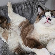 Thor joined the competition — help win amazing prizes! cat, blue_eyes, fluffy, stretching, relaxing, pet, indoor, feline, fur, whiskers, pink_nose, soft_bed, gray_bed, cozy, animal, cute, domestic_cat, resting, paw, ears