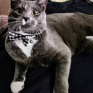 Bambino is registered to the contest to win money with this photo: cat, gray_cat, white_paws, bow_tie, bell, pet, animal, whiskers, feline, indoor, relaxed, curious, close_up, portrait, domestic_cat, cute, fluffy, laying_down, wide_eyes, black_background
