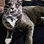 cat, gray_cat, white_paws, bow_tie, bell, pet, animal, whiskers, feline, indoor, relaxed, curious, close_up, portrait, domestic_cat, cute, fluffy, laying_down, wide_eyes, black_background
