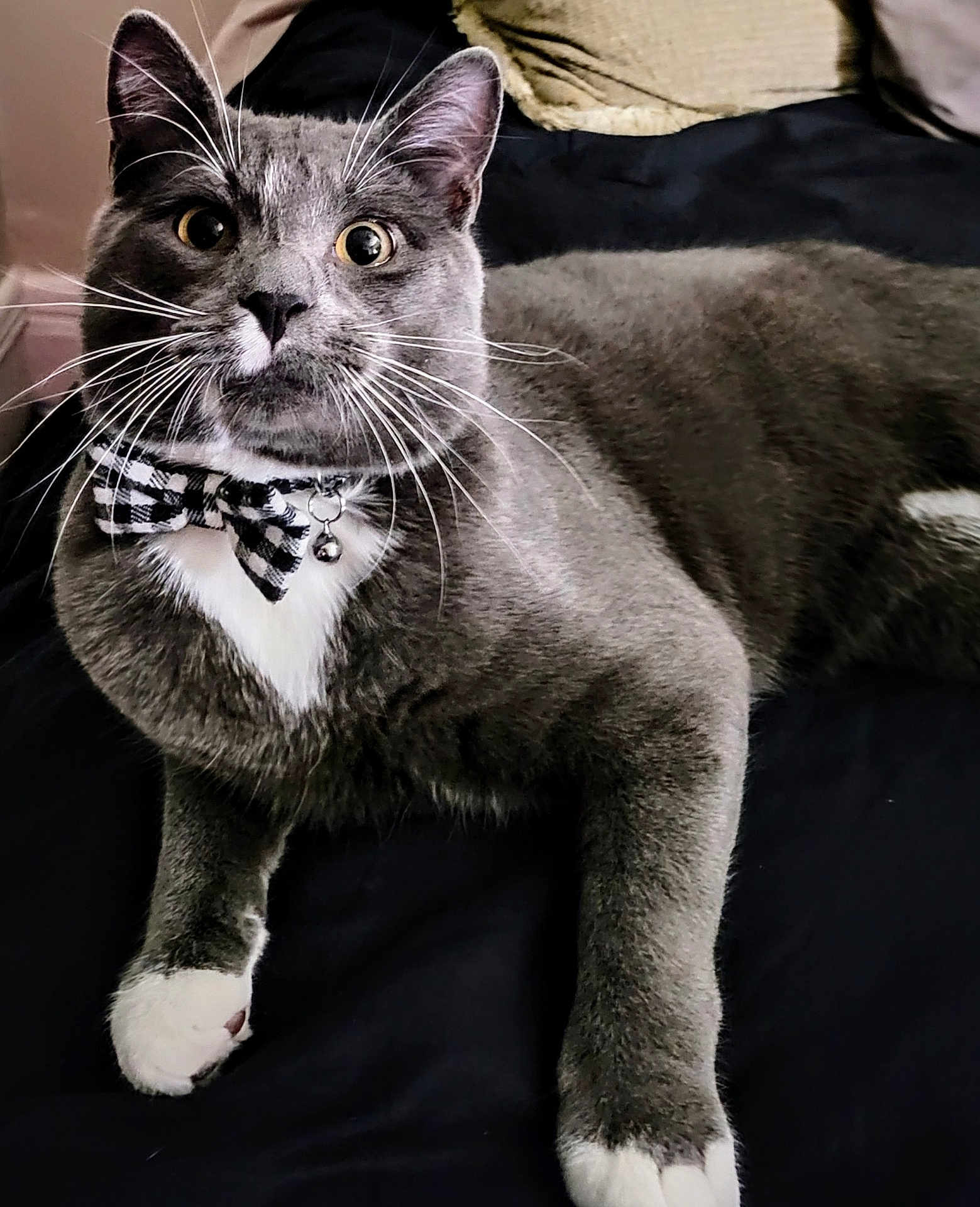 Bambino