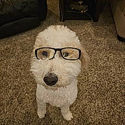Lucy is registered to the contest to win money with this photo: dog, white_dog, curly_fur, glasses, pet, indoors, carpet, living_room, furniture, cute, animal, companion, portrait, standing, curious, household, domestic, friendly, mammal, eyewear