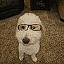 dog, white_dog, curly_fur, glasses, pet, indoors, carpet, living_room, furniture, cute, animal, companion, portrait, standing, curious, household, domestic, friendly, mammal, eyewear